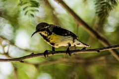 Cinnyris asiaticus