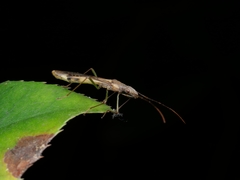 Paramarcius puncticeps