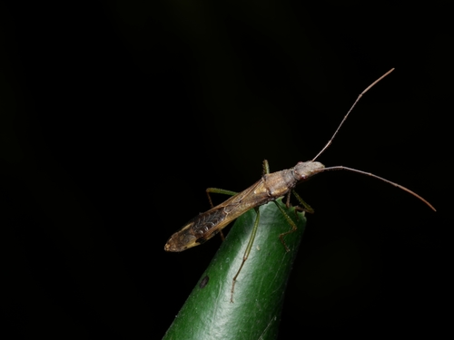 Paramarcius puncticeps · NaturaLista Mexico