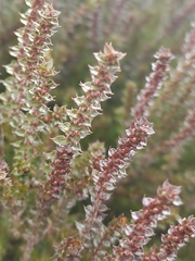 Epacris gunnii