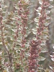 Epacris gunnii