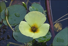 Hydrocleys nymphoides