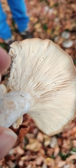 Clitocybe nebularis