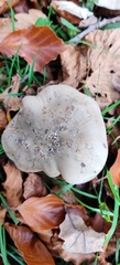 Clitocybe nebularis
