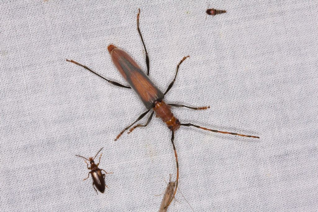 Tricheops remus