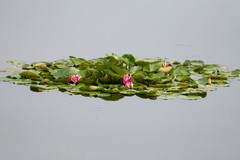 Nymphaea × marliacea