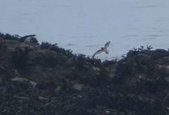Calidris maritima