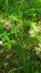 Poa pratensis pratensis