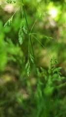 Poa pratensis pratensis