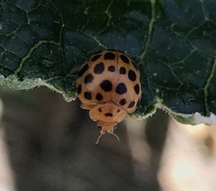 Henosepilachna sumbana