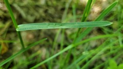 Poa pratensis pratensis