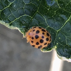 Henosepilachna sumbana