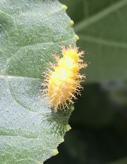 Henosepilachna sumbana