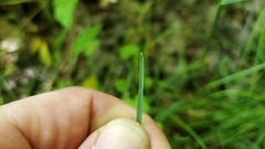 Poa pratensis pratensis