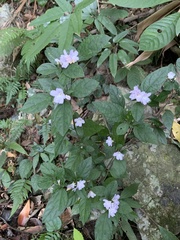 Strobilanthes tetrasperma