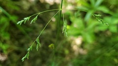 Poa pratensis pratensis