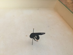 Synagris analis