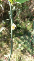 Prinsepia utilis