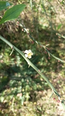 Prinsepia utilis