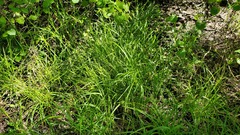 Carex leavenworthii