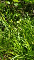 Carex leavenworthii