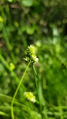 Carex leavenworthii