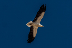 Neophron percnopterus