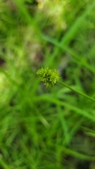 Carex leavenworthii