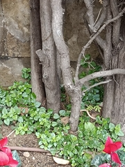 Mesembryanthemum cordifolium