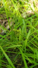 Carex leavenworthii