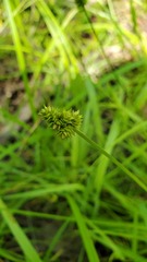 Carex leavenworthii