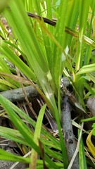 Carex leavenworthii