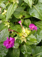 Mirabilis jalapa