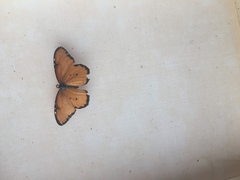 Danaus chrysippus dorippus