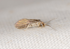 Coniopteryx