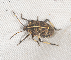 Oncocoris geniculatus