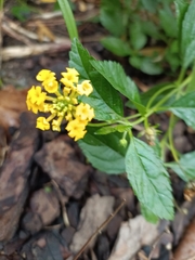 Lantana