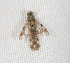 Austrotephritis bushi