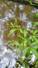 Ranunculus sceleratus sceleratus