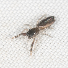 Damoetas