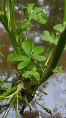 Ranunculus sceleratus sceleratus
