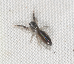 Damoetas