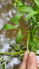 Ranunculus sceleratus sceleratus