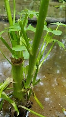 Ranunculus sceleratus sceleratus