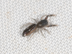 Damoetas