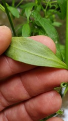 Ranunculus sceleratus sceleratus