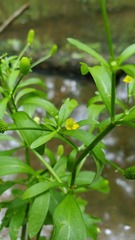 Ranunculus sceleratus sceleratus