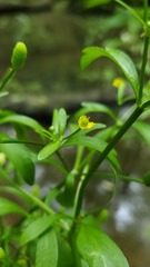 Ranunculus sceleratus sceleratus