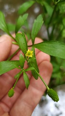 Ranunculus sceleratus sceleratus
