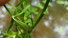 Ranunculus sceleratus sceleratus